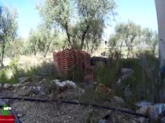 Chupadita en el campo en un dia soleado GUI080